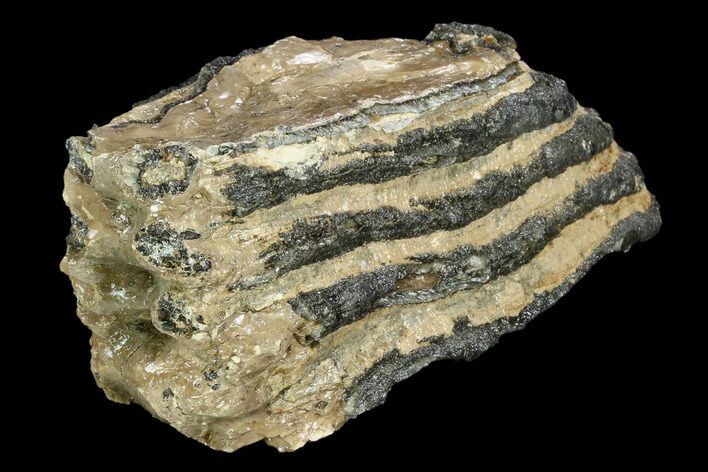 Partial Southern Mammoth Molar - Hungary #123671